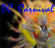 DC Caribbean Carnival