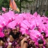 berlin_carnival_fantastic_flamingos_may23-053