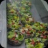 salad_cafe_opening-012